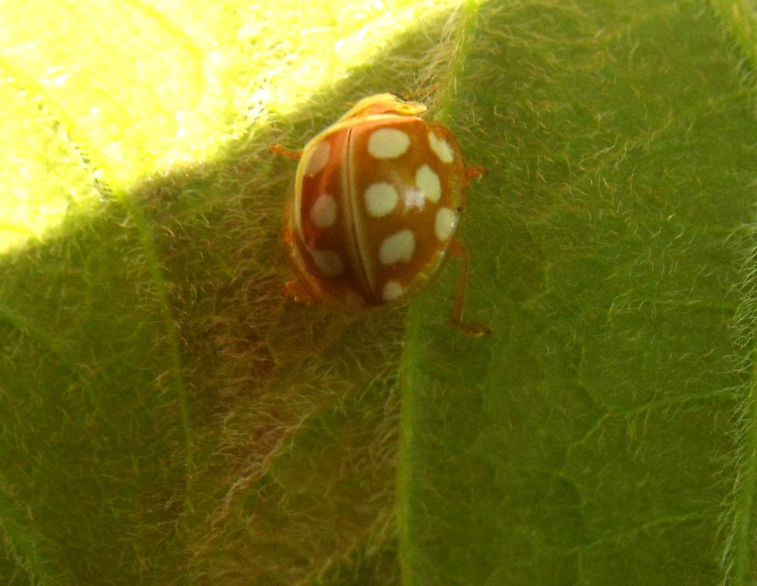 Coccinella da ID